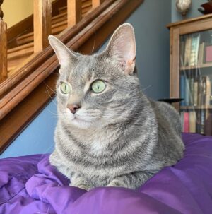 Michelle Belanger Instagram - Ozzie is incredibly focused on the window. #catsofinstagram #TabbyCat #BengalCat #CuteAnimals