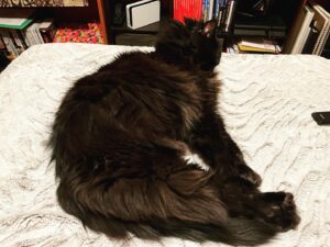 Michelle Belanger Instagram - Caught Remy mid-stretch. Such a glorious floof. #mainecoon #catsofinstagram #blackcat #floof #cozy