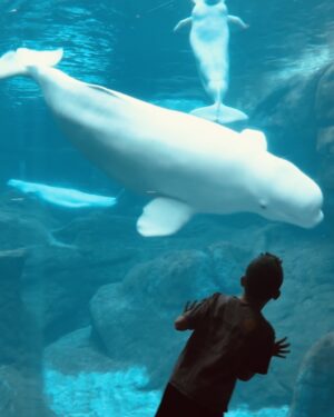 Michelle Clunie Instagram - If you ever get to the Georgia aquarium, make sure you check out the Beluga Whales. Dashiell and I could have stared at these Majestic, playful creatures all day. Never in my wildest dreams did I think I would learn so much about the ocean and sea creatures. Dashiell will remind me that humans have only explored about 5% of the ocean. They also have a Whale shark you can swim with when you are twelve. Dashiell is counting the days.  #1101daystogo 😂🦈😂
