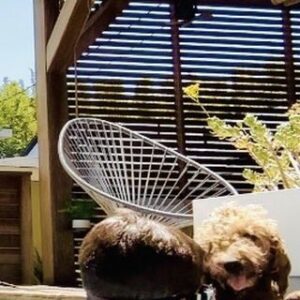 Michelle Clunie Instagram - Happy National Dog Day!! Dashiell just taught Zeus how to swim. Here he is coaching him. I love how they are in a huddle 💕 Dashiell taught him to get in and out at the steps for safety. Good job Dashiell!! We love you Zeus!! 💜💜💜💜💜