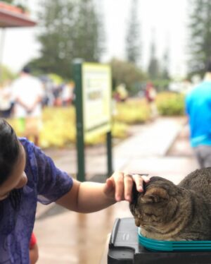 Michelle Haro Instagram - Hawaii Photo Dump Part2

#oahu #hawaii #hangloose #beeasy #aloha #oahuhawaii #oahulife #hawaiilife #michelleharo