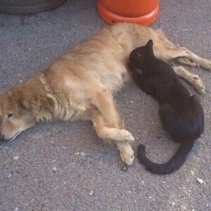 Miguel Ángel Revilla Instagram - ¿Quién dijo "se llevan tan mal como el perro y el gato"? En Bustablao (Arredondo, Cantabria) eso no ocurre.