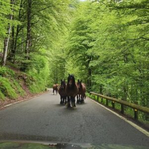 Miguel Ángel Revilla Instagram - En la tradicional subida a Sejos, en la carretera de Palombera te puedes encontrar estas dos maravillosas estampas. Yeguas en el camino y el Pozo del Amo. Esto es Cantabria Infinita.