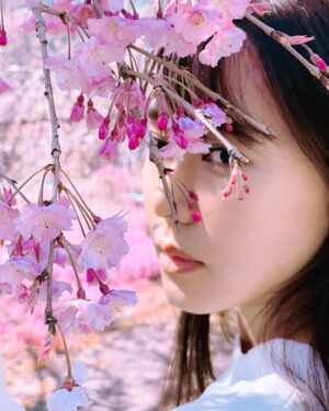 Miho Karasawa Instagram - 🌸

#TRUEさん
#唐沢美帆
#anime
#anisong
#アニメソング
#SAKURA
#桜
#SAKURAコンチェルト