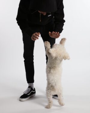 Mikael Gabriel Instagram - Hyvää synttäriä mun ykkös äijälle, mun bestikselle! 😍 5v yhdessä, toivottavasti vielä ikuisuus lisää 🤍

Toivottakaa alle @biggiethebolognese hyvää synttäriä! ⬇️