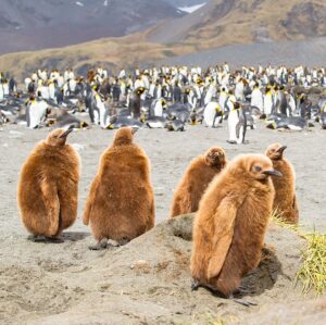 Mike Theiss Instagram - (On assignment with @LindbladExp) (SLIDESHOW) We encountered a large king penguin colony with many baby chicks at Gold Harbour in the South Georgia islands. When first born, the baby king penguin has a very warm brown coat. After roughly 12 months, the youngling will go through its first moult. The baby penguin loses its brown coat, which gives way to the signature look of an adult penguin. Photo by Mike Theiss @ExtremeNature
