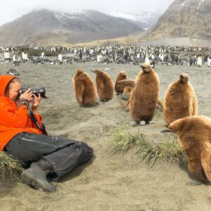 Mike Theiss Instagram - (On assignment with @LindbladExp) (SLIDESHOW) We encountered a large king penguin colony with many baby chicks at Gold Harbour in the South Georgia islands. When first born, the baby king penguin has a very warm brown coat. After roughly 12 months, the youngling will go through its first moult. The baby penguin loses its brown coat, which gives way to the signature look of an adult penguin. Photo by Mike Theiss @ExtremeNature