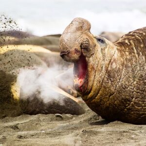 Mike Theiss Instagram - (On assignment with @LindbladExp) Large male elephant seals (bulls) warning other males to stay away by making a deep bleating noise. We documented many males fighting it out over territory on this cold morning at Gold Harbour in the South Georgia islands. Photo by Mike Theiss @ExtremeNature