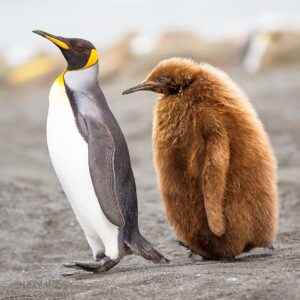 Mike Theiss Instagram - (On assignment with @LindbladExp) Today we encountered a large penguin colony with many baby chicks in the South Georgia islands. When first born, the baby king penguin has a very warm brown coat. After roughly 12 months, the youngling will go through its first moult. The baby penguin loses its brown coat, which gives way to the signature look of the adult penguins. Photo by Mike Theiss @ExtremeNature