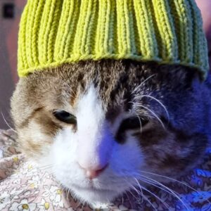 Mikhail Kshishtovsky Instagram - Теперь вы можете смотреть на моего кота только с впн.