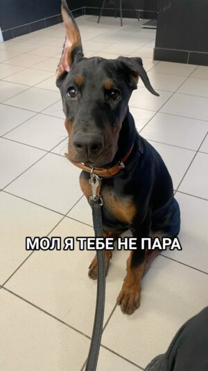 Mikhail Stognienko Instagram - @gur_am , как тебе?) Доберману нужны лайки)