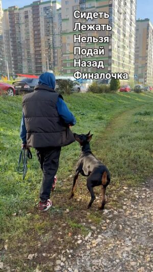Mikhail Stognienko Instagram - Делюсь результатами ранних подъемов @ksenya_kotori и регулярных занятий с Рейной, при моём, время от времени, участии) Из «дурехи» в «хорошую девочку»