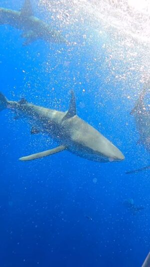 Miki Ishikawa Instagram - Mahalo @haleiwa_shark_tours 🤙🏼 for another incredible experience out in North Shore, was hoping for some tiger sharks but was still so stoked to see all these Galapagos! 🦈 magnificent creatures, there’s something so humbling being in their presence, hoping to do cage free someday

@haleiwa_shark_tours are the only native Hawaiian owned-operated shark diving company out in north shore, be sure to show em some, support local always 🩵 🌺

#haleiwasharktours #shark #galapagosshark #oahu #northshore #hawaii