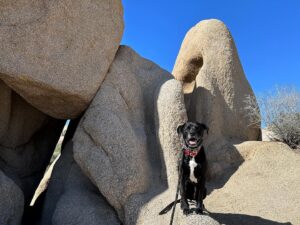 Miki Ishikawa Instagram - Sprocket is def a house dog ⛺️🌵
#joshuatree