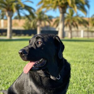 Miles Fisher Instagram - I love this dog. My loyal pal from day one. His ears are softer than velvet, he’s always down to ride shotgun, and it’s a marvel what his stomach is capable of digesting. 

From a little pup, though his awkward teenage years, and now with his grey chin - he’s always had a wag in his tale and an oversized heart. 

Ask a a child anywhere in the world to draw a dog and they’ll probably sketch you a Labrador. When people see Luca on the street they smile every time. That’s why I made him the mascot of my coffee brand - @bixbycoffee - he just brings people joy. 

He’s a handsome hound and a very good boy. 🐾 🖤