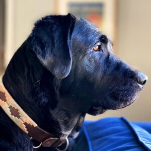 Miles Fisher Instagram - I love this dog. My loyal pal from day one. His ears are softer than velvet, he’s always down to ride shotgun, and it’s a marvel what his stomach is capable of digesting. 

From a little pup, though his awkward teenage years, and now with his grey chin - he’s always had a wag in his tale and an oversized heart. 

Ask a a child anywhere in the world to draw a dog and they’ll probably sketch you a Labrador. When people see Luca on the street they smile every time. That’s why I made him the mascot of my coffee brand - @bixbycoffee - he just brings people joy. 

He’s a handsome hound and a very good boy. 🐾 🖤