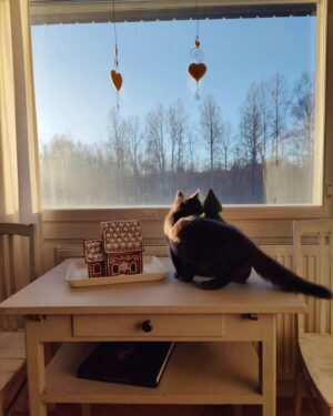 Mimosa Willamo Instagram - Päikkäriprinssi Heimo on asunut meillä vuoden<3