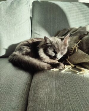 Mimosa Willamo Instagram - Päikkäriprinssi Heimo on asunut meillä vuoden<3