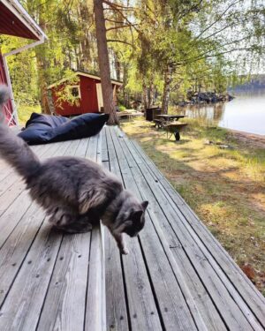 Mimosa Willamo Instagram - Päikkäriprinssi Heimo on asunut meillä vuoden<3