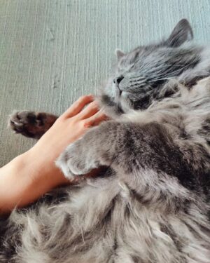 Mimosa Willamo Instagram - Päikkäriprinssi Heimo on asunut meillä vuoden<3
