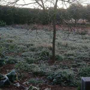 Miquel Montoro Instagram - No tenemos nieve, pero si heladas, estamos a - 1 grados, ¿y vosotros como lo lleváis?