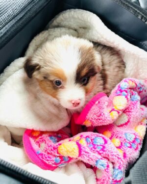 Miranda Frigon Instagram - Hiiieee!! I’d like to introduce you all to my new child Skyla-Roux (but we mostly call her Roux bear or pup-pup) She’s a teeny tiny Aussie Shepherd and is the absolute BEST!! So grateful for this sweet, energetic, loving little soul that has brought so much joy into our family ;) 💕#puppylove #aussieshepherd #newfamilymember #lovelovelove @brigs_aussies