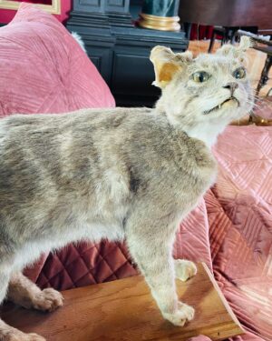 Miranda Frigon Instagram - So excited to finally share these disturbingly creepy pics of me and my co-star - a taxidermied emotional support cat named “Pernell” (who smelled a lot like a goat 🫢😩) Catch us on the new VC Andrew’s limited series “DAWN” - premiering tomorrow July 8th on Lifetime!  #lifetime #dawnseries #vcandrews #vcandrewsdawn #stuffedcat