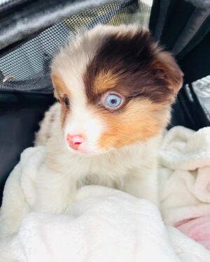 Miranda Frigon Instagram - Hiiieee!! I’d like to introduce you all to my new child Skyla-Roux (but we mostly call her Roux bear or pup-pup) She’s a teeny tiny Aussie Shepherd and is the absolute BEST!! So grateful for this sweet, energetic, loving little soul that has brought so much joy into our family ;) 💕#puppylove #aussieshepherd #newfamilymember #lovelovelove @brigs_aussies