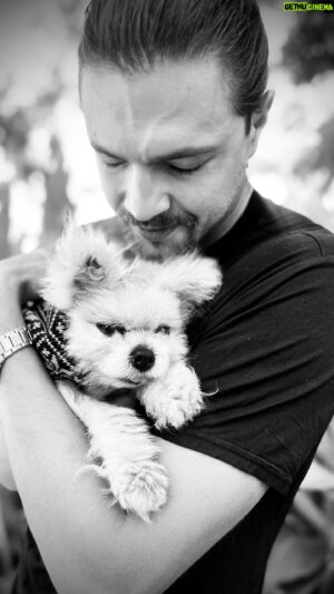 Misha Crosby Instagram - Gizmo’s been an amazing part of my life. He’s brought so much joy to me and the people around him. He overcame all the odds. They wanted to put him down on arrival but his mom was having none of it. He ran around for years with a metal leg, lost most of his fur, struggled to breathe through his trachea and never once felt sorry for himself. Never have I ever seen someone have the ability to absolutely melt their onlookers. I’ve seen people with stern looks on their faces dissolve into a smile when they look at him. He didn’t know this but his mum never liked me taking him out on my own cause of the chick magnet he was - to quote her she’d “have to kill all of those bitches”. The truth is he brightened up the energy of wherever he went. With all of the terrible things we’re currently capable of perhaps we’d all benefit from more love like his in the world. I attempted to cut a little iPhone video for him but unfortunately it’s proven to be quite difficult without windscreen wipers for my eyes. I love you Giz. I will miss you. Go be at peace my boy. Mx