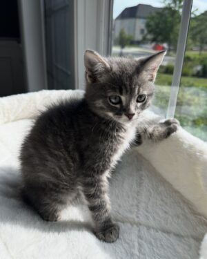 Missy Fierro Instagram - What should my sister name their kitten?