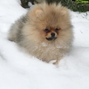 Mitch Hewer Instagram - My baby girl 🦁can’t explain  how much I love her ❤️“Wanna build a snowman?” ⛄️#Pom #pomeranian #snow #model