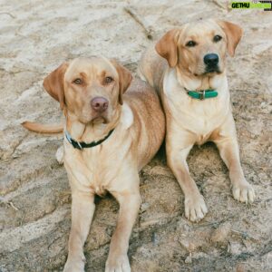 Mitchell Slaggert Instagram - My little branch managers #wubbalubs