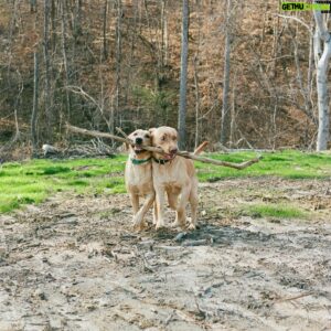 Mitchell Slaggert Instagram - My little branch managers #wubbalubs