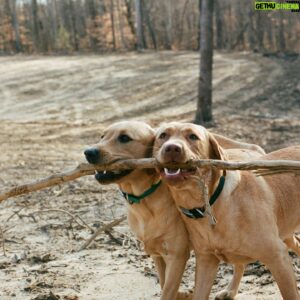 Mitchell Slaggert Instagram - My little branch managers #wubbalubs