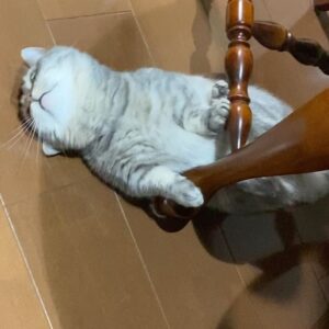 Moeka Hoshi Instagram - .
ときどき駆け上がったり、
ときどき怠惰に、
手が届かなくても気にせずマイペースに。

私の価値は周りや世間に決められるものじゃないってことをしっかりと自分で掴んでいきたい。

I want to be like her this year!
Sometimes I want to run up, sometimes I want to be lazy, don’t care if I can’t reach something.

More than anything, I must remember that my worth is not determined by others, society. 
I lost that feeling last year, so I will bring that right back.

There's something.

They just didn't realize it, but I did.  I was always changing my shape for them before I was required to do anything. I went too far! haha
Actually, I don't need to do that though.
Well done. 
Well done.

What's happened can't be helped.
What do I do now?
I'll get a little rest for all my health!