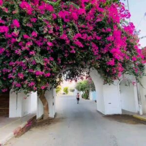 Mohamed Ali Ben Jemaa Instagram - 