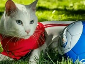 Mohammad Safari Instagram - ⚽⚽⚽⚽⚽⚽⚽⚽⚽⚽⚽⚽⚽⚽⚽⚽⚽⚽
.
لـــطــفا ورق بزنــیــد 🎥👈👈👈👈👈👈👈
.
مارا دنــبال و فــالو کنید 👇👇👇
@MSafariofficial
@MSafariofficial
@MSafariofficial
@MSafariofficial
.
فرانسه قهرمان جام جهانی ۲۰۱۸ روسیه شد !! ⚽⚽⚽
.
پرونده جام جهانی ۲۰۱۸ بسته شد !! .⚽
.
کلیپ هایی از جام جهانی 2018 روسیه .⚽
.
تیم قهرمان: فرانسه⚽
دوم : کرواسی⚽
سوم: بلژیک ⚽
بهترین بازیکن جوان: امباپه (فرانسه)⚽
آقای گل: هری کین (انگلیس) ⚽
بهترین بازیکن: مودریچ (کرواسی)⚽
با اخلاق ترین تیم جام : اسپانیا ⚽
قویترین خط دفاعی جام : ایران⚽
بهترین داور جام : علیرضا فغانی (ایران)⚽
بهترین خط حمله جام : ژاپن ⚽
بهترین دروازبان جام : تیبو کورتوآ (بلژیک)⚽
حیوان پیشگو جام : گربه مشهور آشیل (روسیه)⚽ .
.
.
Please take a sheet ⚽
👈👈👈👈👈👈👈 @fifaworldcup ⚽

France was the champion of the cup!⚽ .

Follow me 👇👇👇 @MSafariofficial
@MSafariofficial
@MSafariofficial
.
.
 The 2018 Cup was closed !! World Cup clips 2018⚽

Champion team: France⚽
Second: Croatia⚽
Third: Belgium⚽
Best Young Player: Mbappe⚽
MrFlower: Harry Kane⚽
The best player: modric⚽
With the most moral team: Spain⚽
Strongest defense line: Iran⚽
Best Referee Cup: Alireza Faghani⚽
Strongest Attack Line: Japan⚽
Best Goalkeeper: Thibautcourtois⚽
Animal Prophecy: Achilles Cat⚽
 @achillcat

#عادل_فردوسی_پور #جوادخیابانی 
#مزدک_میرزایی #محمدرضااحمدی 
#سرهنگ_علیفر#میثاقی 
#محمدصفری #گزارش
#گزارش_ورزشی#ورزش
#فوتبال#گزارشگر #پیمان_یوسفی
#صداوسیما#فان #نوستالژی
#فرانسه #ایران #جام_جهانی
#officialsafari
@fifaworldcup
#fifa#love #football
#fifaworldcup
#fifaworldcup2018 
#fifaworldcup2018russia
#mohammadsafari #mohammad_safari #msafariofficial
#محمدصفری #محمد_صفری