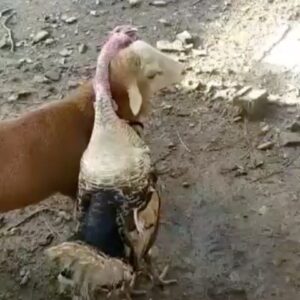 Mohammadreza Sharifinia Instagram - بدون شرح!