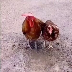 Mohammadreza Sharifinia Instagram - بدون شرح!