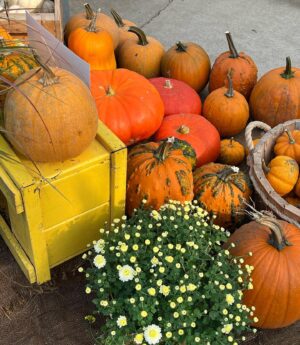 Molly Cardinal Instagram - Everything is better during fall season🧡🍂
