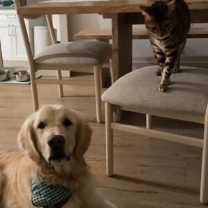 Monette Moio Instagram - If you know me, you know how much I love goldens. Being able to rescue one has been a lifelong dream and I’m so over-frickin-joyed to have Miso join our lil family. He’s the goodest boy and Chuck is starting to agree 😉 

Thank you @rukumagai & @danielhenney for making this happen. My heart is so full. Being able to give him a good home means the world to us ♥️

♾️/10