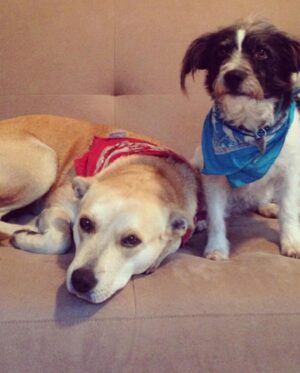 Monique Ganderton Instagram - Piper

One of my best friends and sweet Adventurous angel. From the  kill list at South Central LA shelter to running wild in Malibu, Vancouver and Georgia. She taught every dog how to dip out, dig under fences and run through mountains. Usually coming home in a few hours but did end up at famed Celebrity rehab Promises once. She sat in first class with me eaves dropping on Sharon Stone and even starred in Hunger games Mockingjay - her phenomenal performance was cut because it took away from the lead actors sadly. 😉They all went on to take photos with her. Piper met the love of her life in Georgia. Brutus (as we called him) would break out of his house and Piper would dig under the fence to go on hours long adventures at my dismay. She always arrived home with a pep in her step (and once with an armadillo) He would drop her off and trot back to his worried parents. Pipers long time best friend Hannah was her voice of reason for their time with me. They snuggled and travelled everywhere together, lake, ocean and many mountain hikes in BC. Piper was the most gentle with kiddos and a spicy scrapper when the time was needed. She befriended Coyotes in every state and I thought she was part coyote at one point. I think she knew how to speak wild with them. Piper, thank you for your friendship, love and keeping me on my toes for your 14 years of life. Love you and I’ll miss you forever. Rest well my special Squish. ❤️❤️❤️
