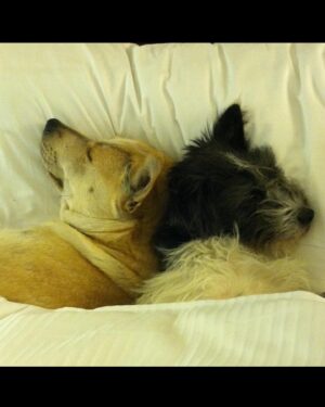 Monique Ganderton Instagram - Piper

One of my best friends and sweet Adventurous angel. From the  kill list at South Central LA shelter to running wild in Malibu, Vancouver and Georgia. She taught every dog how to dip out, dig under fences and run through mountains. Usually coming home in a few hours but did end up at famed Celebrity rehab Promises once. She sat in first class with me eaves dropping on Sharon Stone and even starred in Hunger games Mockingjay - her phenomenal performance was cut because it took away from the lead actors sadly. 😉They all went on to take photos with her. Piper met the love of her life in Georgia. Brutus (as we called him) would break out of his house and Piper would dig under the fence to go on hours long adventures at my dismay. She always arrived home with a pep in her step (and once with an armadillo) He would drop her off and trot back to his worried parents. Pipers long time best friend Hannah was her voice of reason for their time with me. They snuggled and travelled everywhere together, lake, ocean and many mountain hikes in BC. Piper was the most gentle with kiddos and a spicy scrapper when the time was needed. She befriended Coyotes in every state and I thought she was part coyote at one point. I think she knew how to speak wild with them. Piper, thank you for your friendship, love and keeping me on my toes for your 14 years of life. Love you and I’ll miss you forever. Rest well my special Squish. ❤️❤️❤️