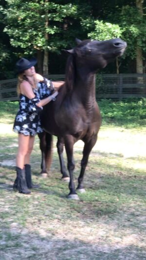 Monique Ganderton Instagram - National Day of the horse! They have been there for us since the beginning. No city was built or war won without these amazing generous animals. Support a Sanctuary, mustang foundation or Rescue to give back if you can! ❤️