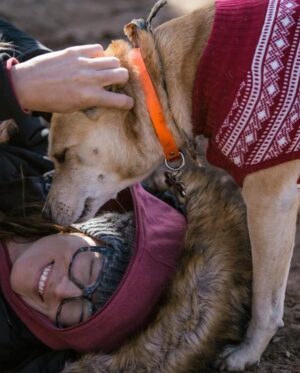 Monique Ganderton Instagram - Piper

One of my best friends and sweet Adventurous angel. From the  kill list at South Central LA shelter to running wild in Malibu, Vancouver and Georgia. She taught every dog how to dip out, dig under fences and run through mountains. Usually coming home in a few hours but did end up at famed Celebrity rehab Promises once. She sat in first class with me eaves dropping on Sharon Stone and even starred in Hunger games Mockingjay - her phenomenal performance was cut because it took away from the lead actors sadly. 😉They all went on to take photos with her. Piper met the love of her life in Georgia. Brutus (as we called him) would break out of his house and Piper would dig under the fence to go on hours long adventures at my dismay. She always arrived home with a pep in her step (and once with an armadillo) He would drop her off and trot back to his worried parents. Pipers long time best friend Hannah was her voice of reason for their time with me. They snuggled and travelled everywhere together, lake, ocean and many mountain hikes in BC. Piper was the most gentle with kiddos and a spicy scrapper when the time was needed. She befriended Coyotes in every state and I thought she was part coyote at one point. I think she knew how to speak wild with them. Piper, thank you for your friendship, love and keeping me on my toes for your 14 years of life. Love you and I’ll miss you forever. Rest well my special Squish. ❤️❤️❤️