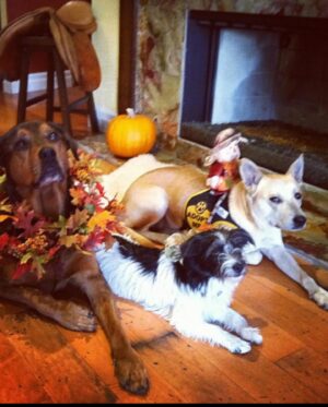 Monique Ganderton Instagram - Piper

One of my best friends and sweet Adventurous angel. From the  kill list at South Central LA shelter to running wild in Malibu, Vancouver and Georgia. She taught every dog how to dip out, dig under fences and run through mountains. Usually coming home in a few hours but did end up at famed Celebrity rehab Promises once. She sat in first class with me eaves dropping on Sharon Stone and even starred in Hunger games Mockingjay - her phenomenal performance was cut because it took away from the lead actors sadly. 😉They all went on to take photos with her. Piper met the love of her life in Georgia. Brutus (as we called him) would break out of his house and Piper would dig under the fence to go on hours long adventures at my dismay. She always arrived home with a pep in her step (and once with an armadillo) He would drop her off and trot back to his worried parents. Pipers long time best friend Hannah was her voice of reason for their time with me. They snuggled and travelled everywhere together, lake, ocean and many mountain hikes in BC. Piper was the most gentle with kiddos and a spicy scrapper when the time was needed. She befriended Coyotes in every state and I thought she was part coyote at one point. I think she knew how to speak wild with them. Piper, thank you for your friendship, love and keeping me on my toes for your 14 years of life. Love you and I’ll miss you forever. Rest well my special Squish. ❤️❤️❤️