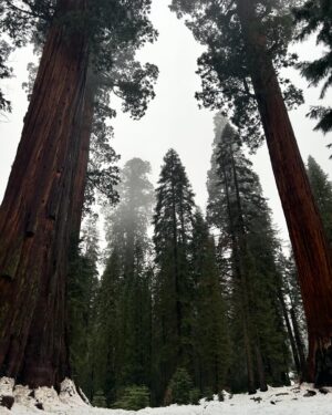 Montana Jordan Instagram - 2024 Sequoia National Park