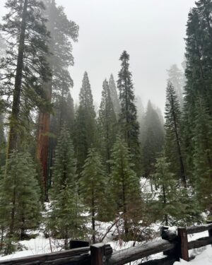 Montana Jordan Instagram - 2024 Sequoia National Park