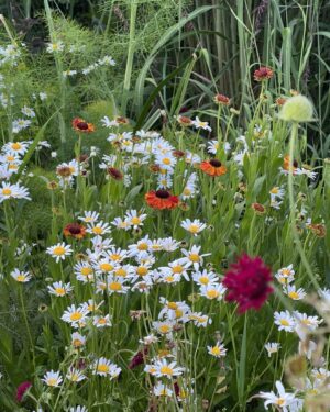 Monty Don Instagram - In the grass borders