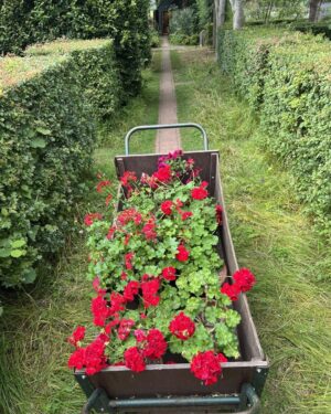 Monty Don Instagram - A truckload of red pelargoniums